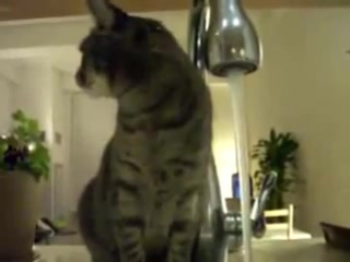 the cat that couldn't drink from the tap