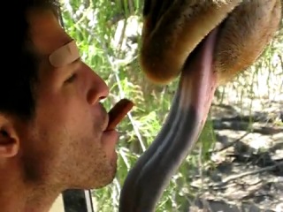 the guy feeds the giraffe from mouth to mouth