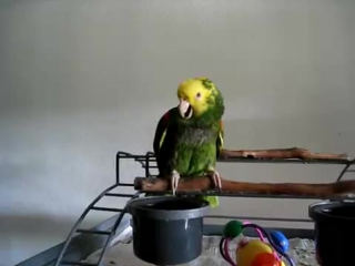 the parrot is crying