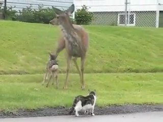 the dog and the cat snatched from the deer))