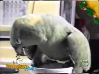 parrot mimics baby crying and laughter