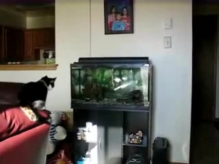 cat vs aquarium