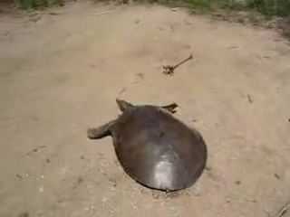very fast turtle