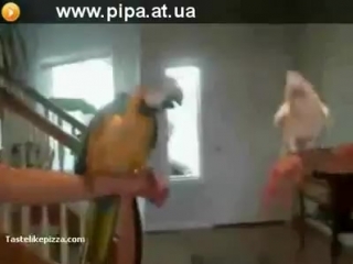 funny parrots