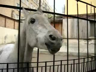disco horse)